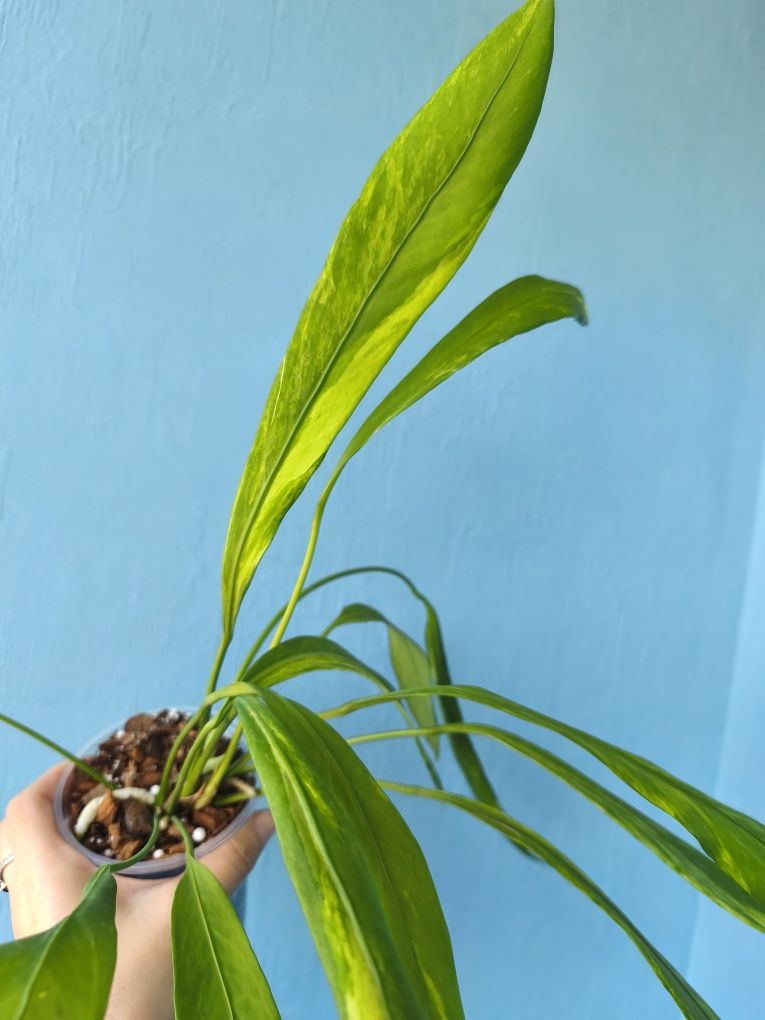 Антуріум Vittarifolium variegata