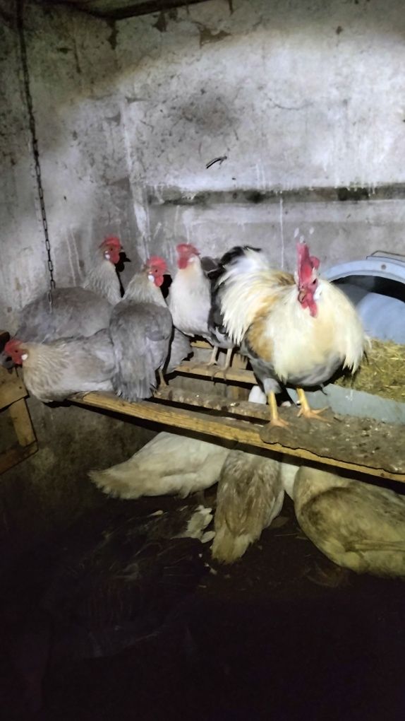 Яйце інкубаційне курей італійська несушка лавандова