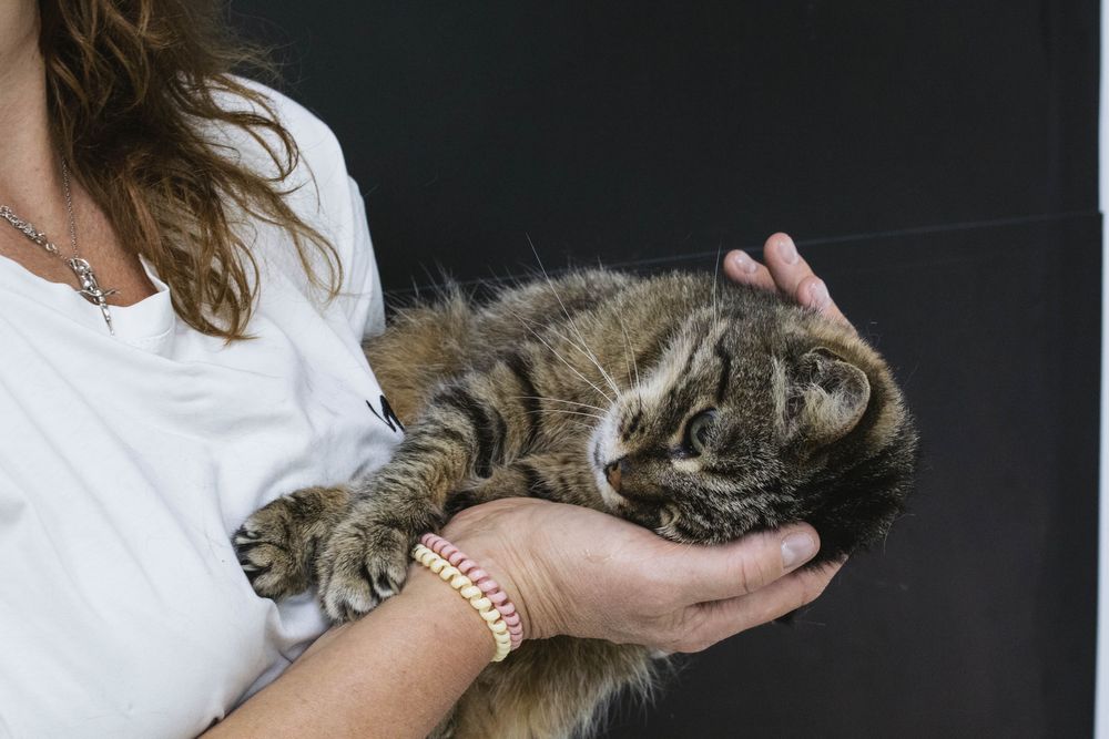 Киця, красива кішка