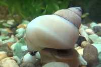 White Wizard Snail - Filopaludina martensi