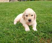 Piesek Golden Retriever