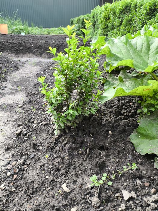 Самшит,      бушпан