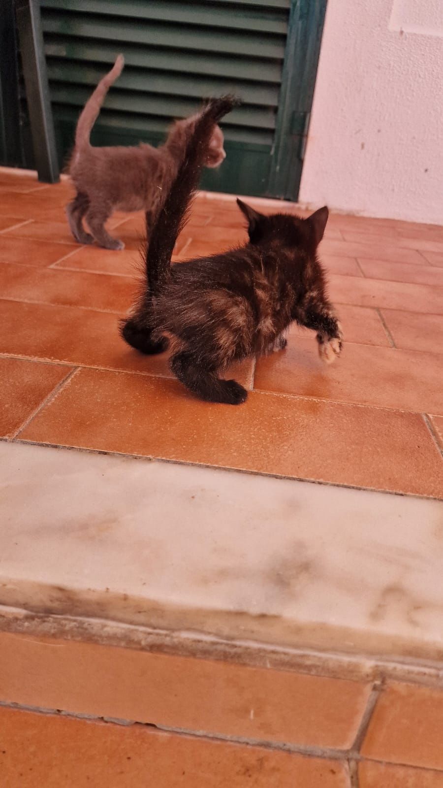Adoção de gatinhos com 6 semanas