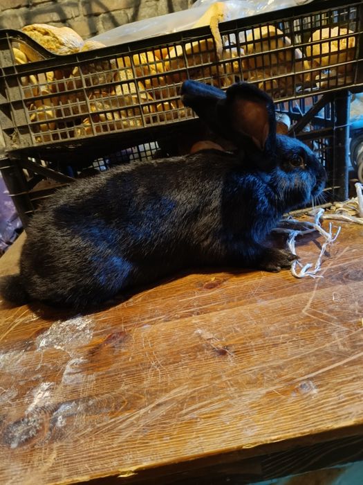 Samica mieszana z rasą kalifornijska i olbrzym belgijski