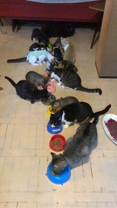 Прихисток 50+ котів Нужен корм и наполнитель