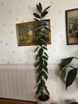 Продам Фікус Робуста