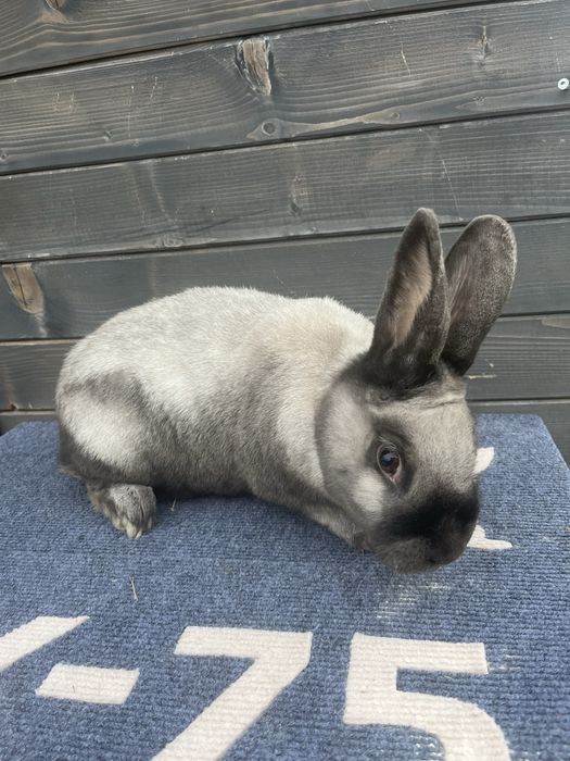 LIKWIDACJA Samica salander