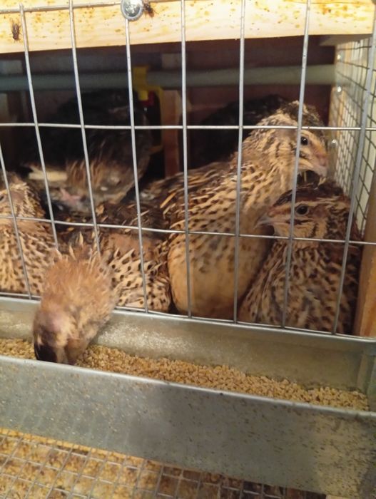 Інкубаційне яйце