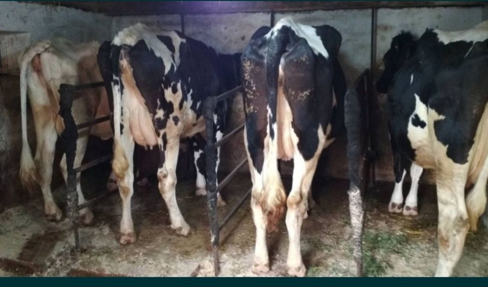 Продам добру корову