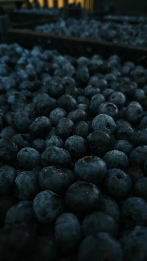 Borówka amerykańska prywatna plantacja eko