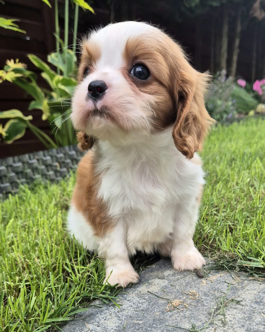 Cavalier king charles spaniel Samczyk