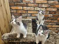 Cudne Maine Coon