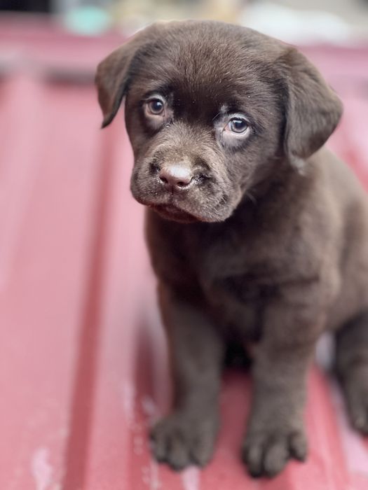 Лабрадор ретрівер