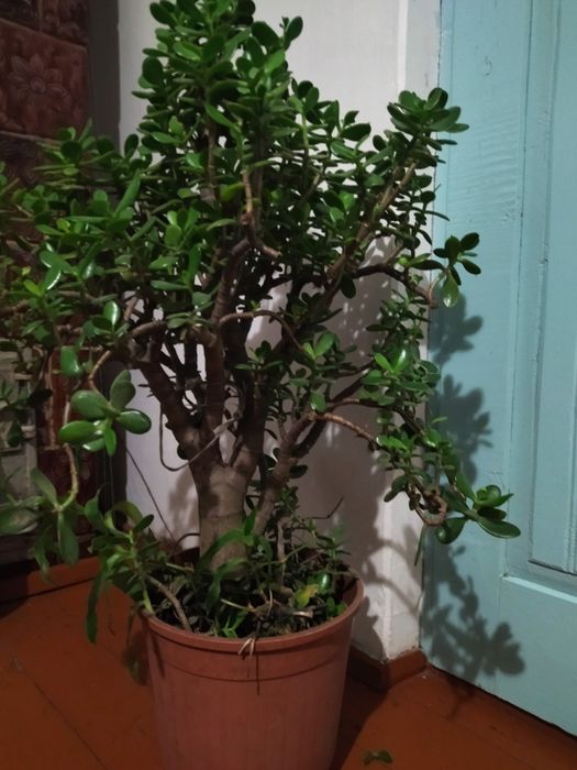 Продам вазон, Грошове дерево.