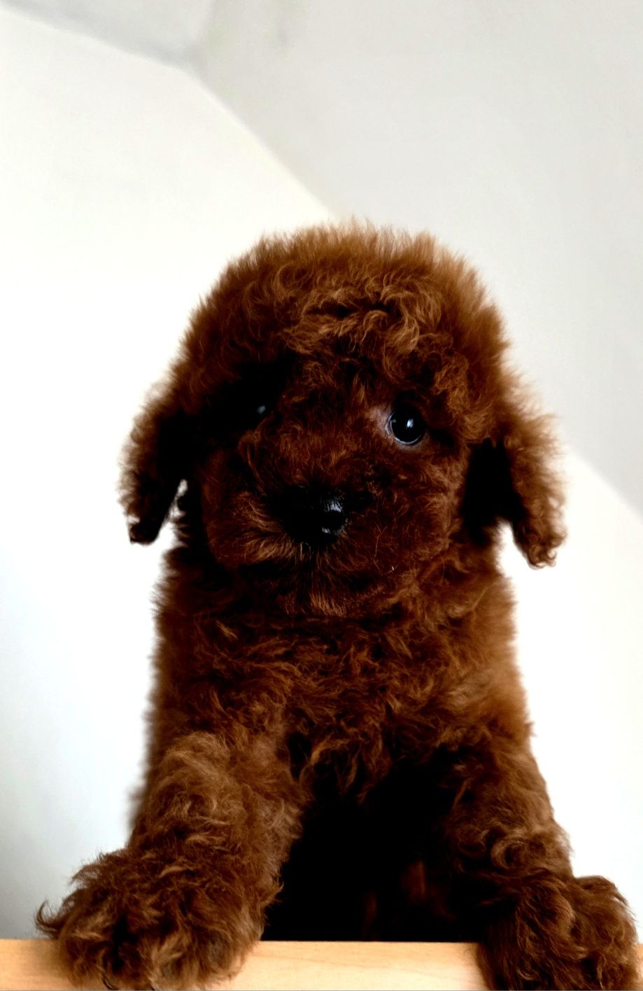 Pudel toy dark red brown  piesek