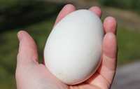Инкубационные яйца гусей Холмогоров