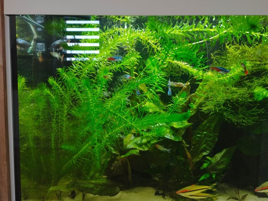 Anubias roślina akwariowa