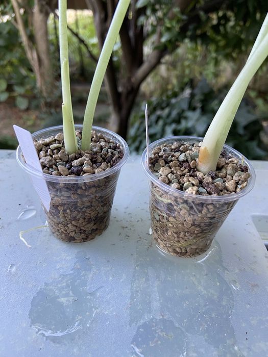 Alocasias Dragon Scale