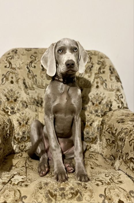 Wyżeł weimarski krótkowłosy Zkwp FCI suczka - gotowa do odbioru