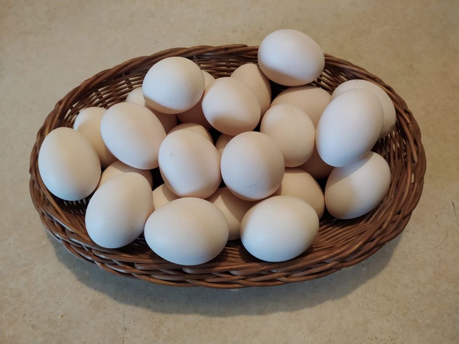 Jajka lęgowe od kur zielononóżek i innych