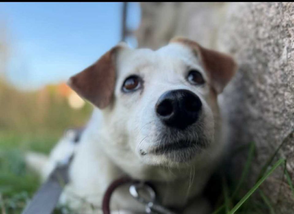 Kimczi - delikatna sunia szuka domku