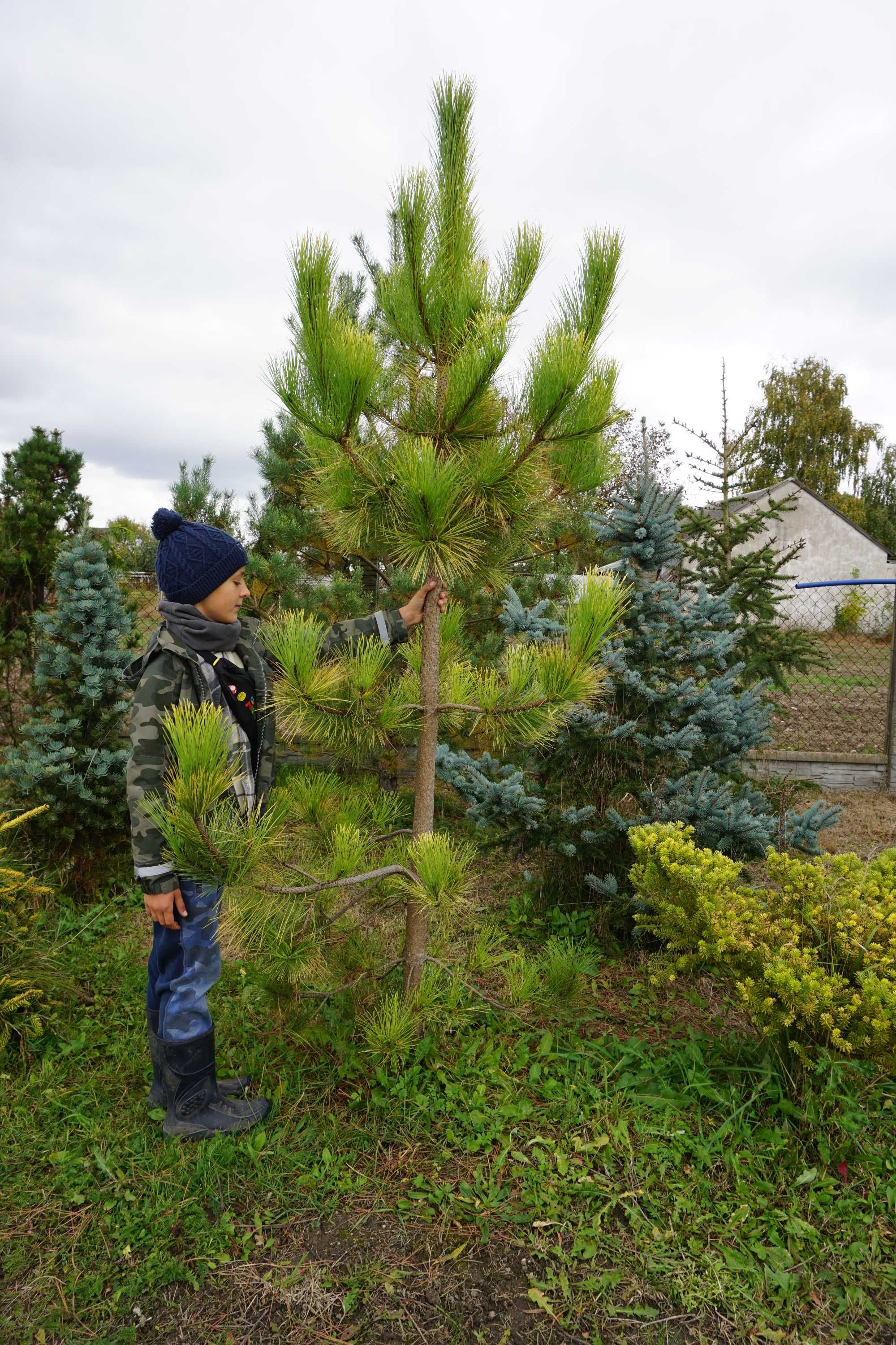 250cm _ pinus nigra _ GOLDEN FINGERS _ sosna czarna ZŁOTA soliter