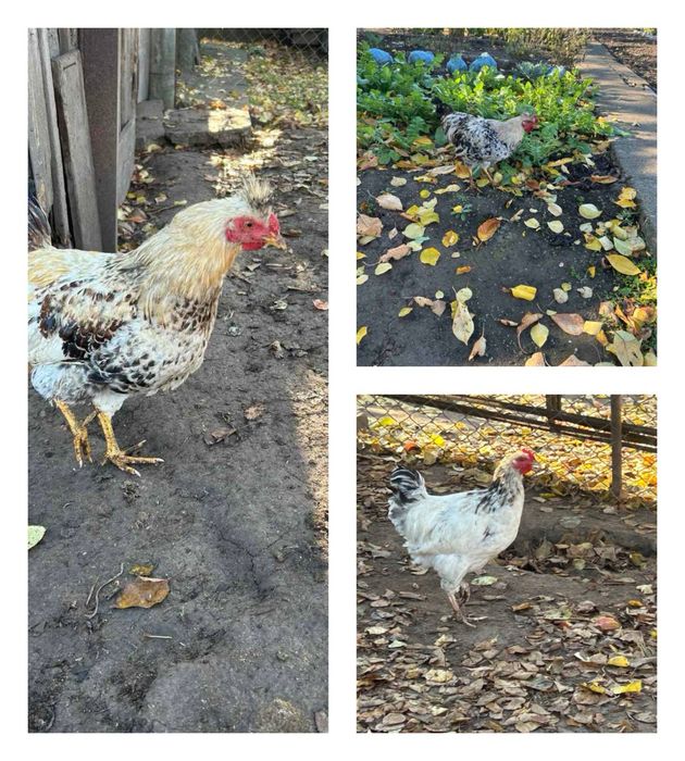 Петух домашний помесного стада півень молодий