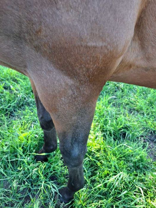 Wałach małopolski- możliwy tarant