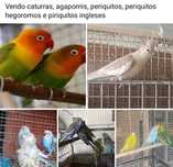 Aves pássaros lindos