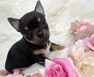 Chihuahua piesek