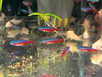 Neon Czerwony Neonek Rybka do Akwarium