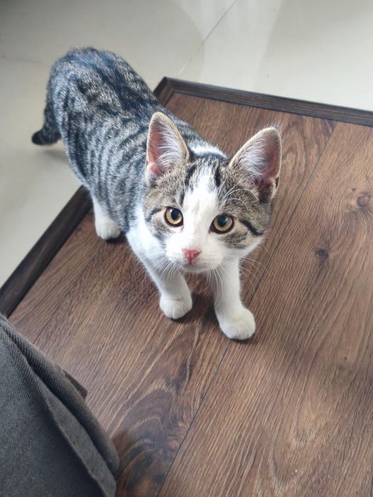 Małe kotki kociaki szukają domu