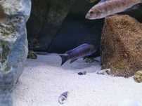 Ciclídeos labeotropheus trewavasae pombo rocks