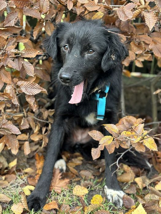 Podaruj dom cudnej dziewczynce potrzebuje domu