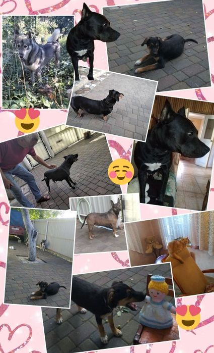 Перетримка собачок та котиків