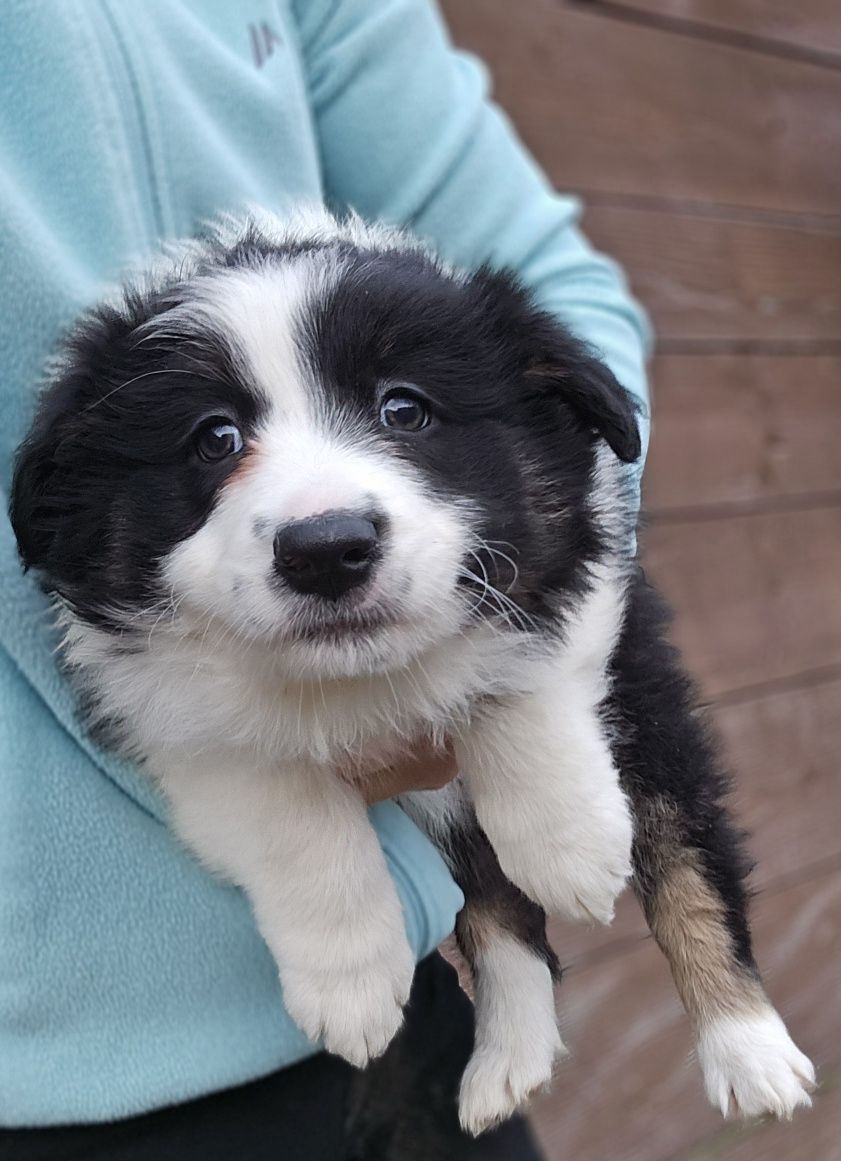 Border Collie Piesek