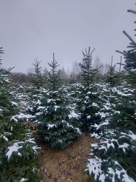 Choinki świerki zielone i srebrzyste