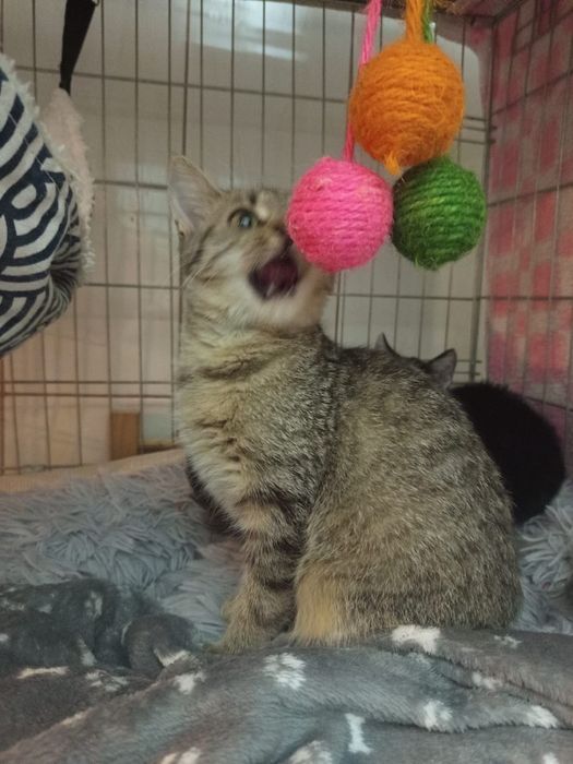 Mała kotka szuka domu niewychodzacego