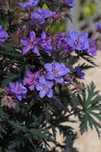 Geranium Storm Cloud