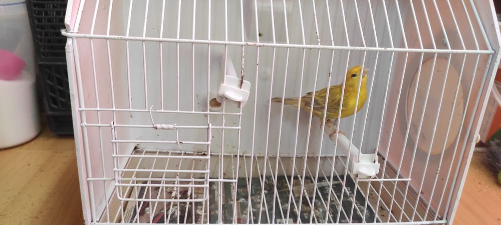 Cedo fêmea de canário tupasio