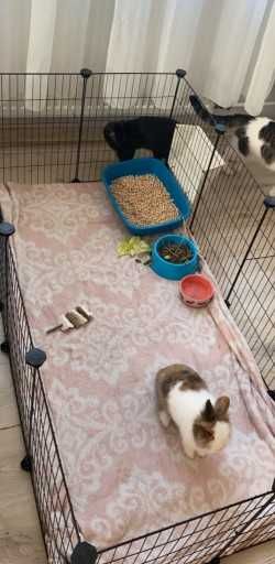 Klatka dla gryzoni królików świnki morskiej psa kota NOWA modułowa