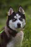 Bono piękny, młody, aktywny pies husky szuka domu