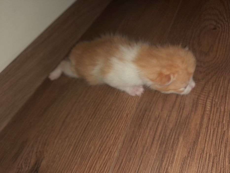 Kotki do adopcji