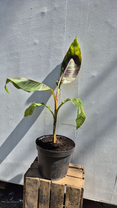 Banan Musa Basjo Bananowiec