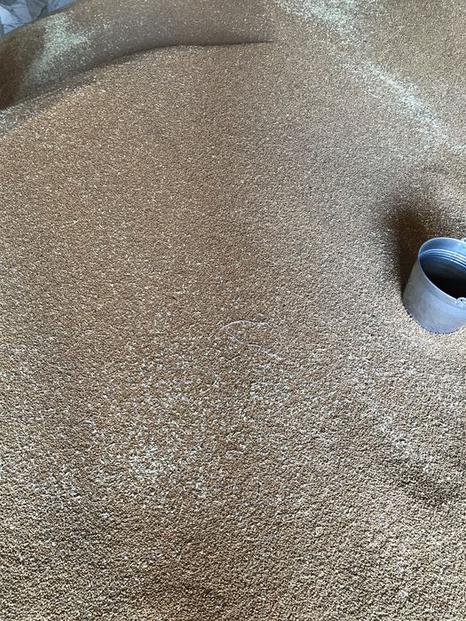 Продам пшеницю, зерно.