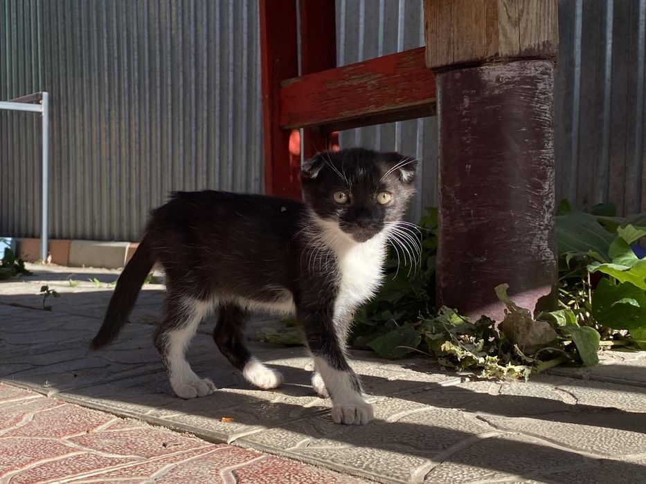 Домашні тварини котики