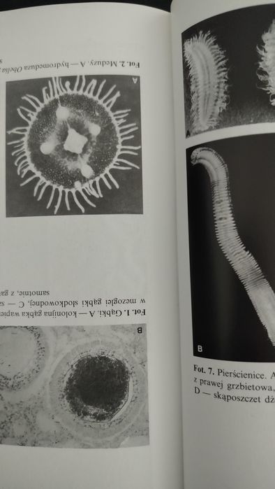 Czesław Jura Bezkręgowce