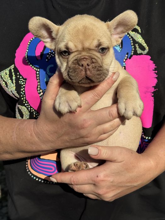 Французкие бульдоги