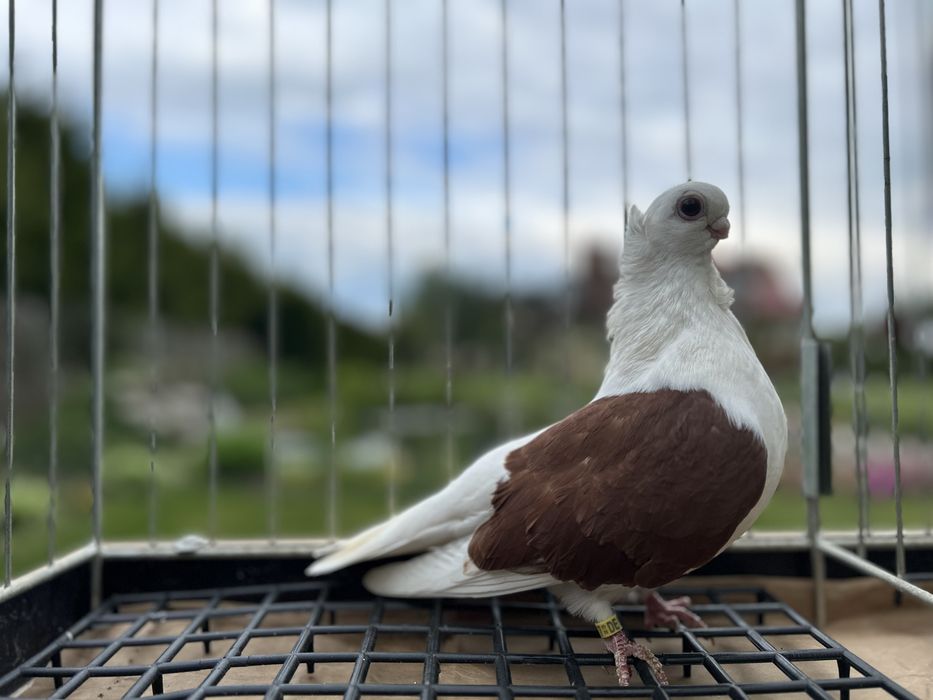 Gołębie ozdobne. Mewka polska samiczka 2023.