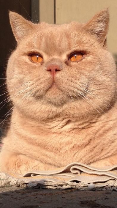 Шотландский прямоухий (скотиш страйт) кот приглашает на вязку